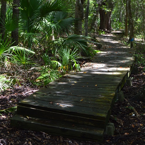 The Mogan Rainforest